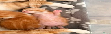 Mixed Breed 2