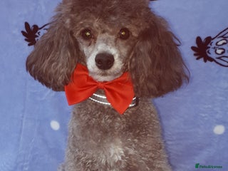 Toy Poodle dogs in Great Yarmouth - Advert 8