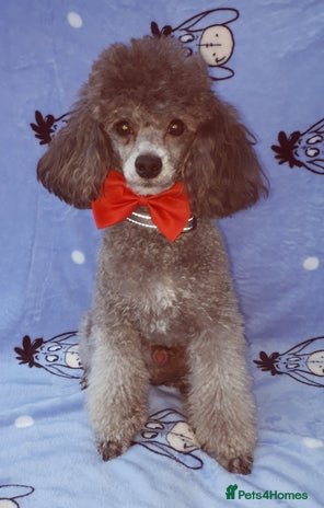 Toy Poodle dogs in Great Yarmouth - Advert 1