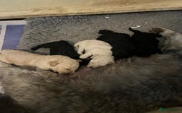 Bordoodle dogs for sale: BORDOODLE puppies DNA screened  - Advert 3