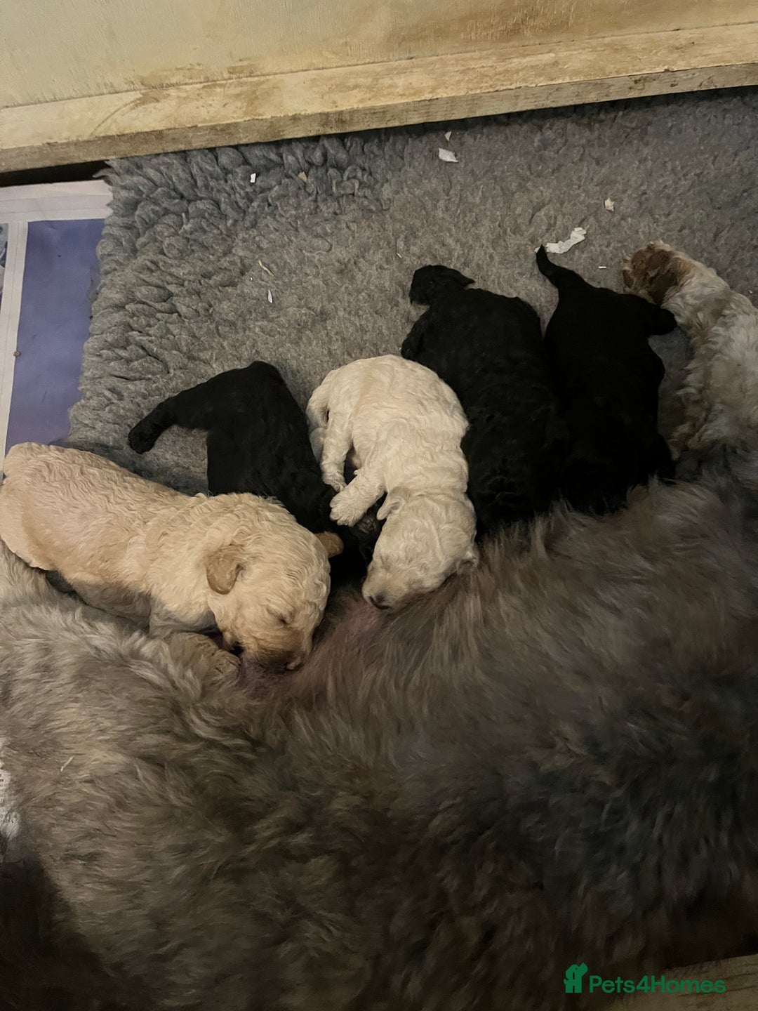 Bordoodle dogs for sale: BORDOODLE puppies DNA screened  - Advert 3