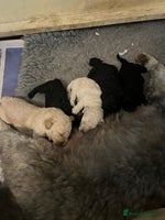 Bordoodle dogs BORDOODLE puppies DNA screened - Advert 7