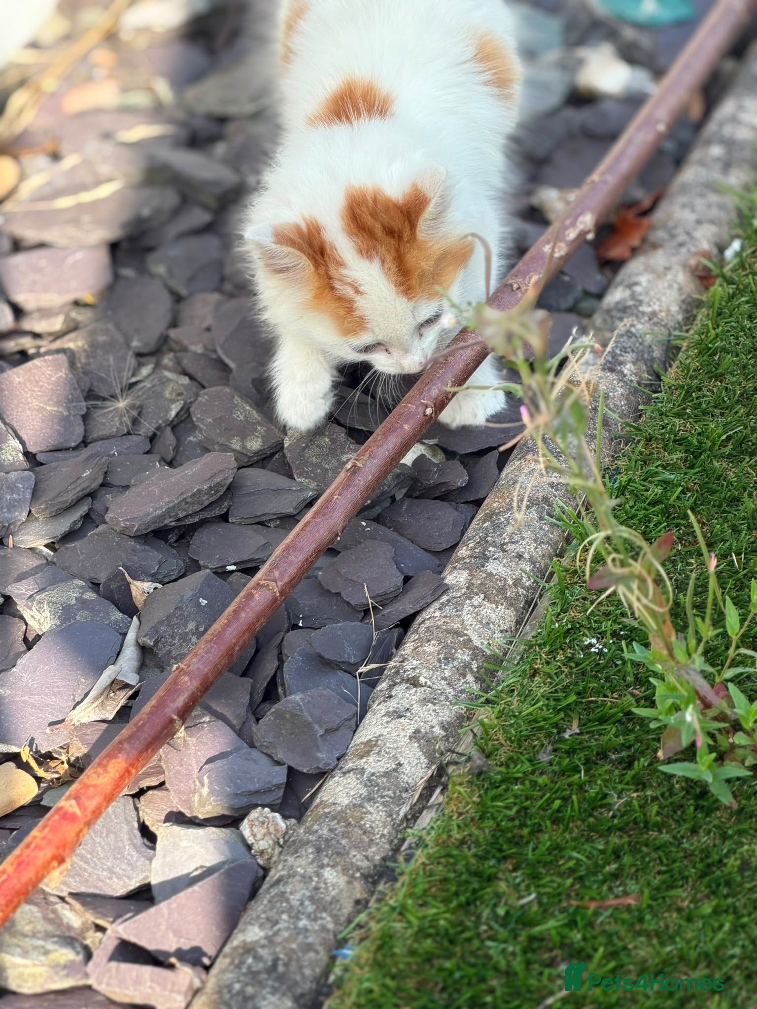 Mixed Breed cats Kitten for sale  - Advert 2