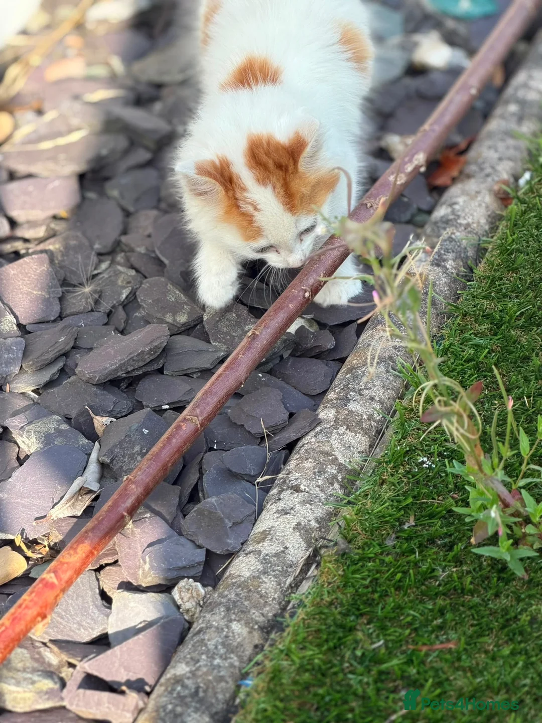 Mixed Breed cats for sale: Kitten for sale  in Nelson - Advert 1