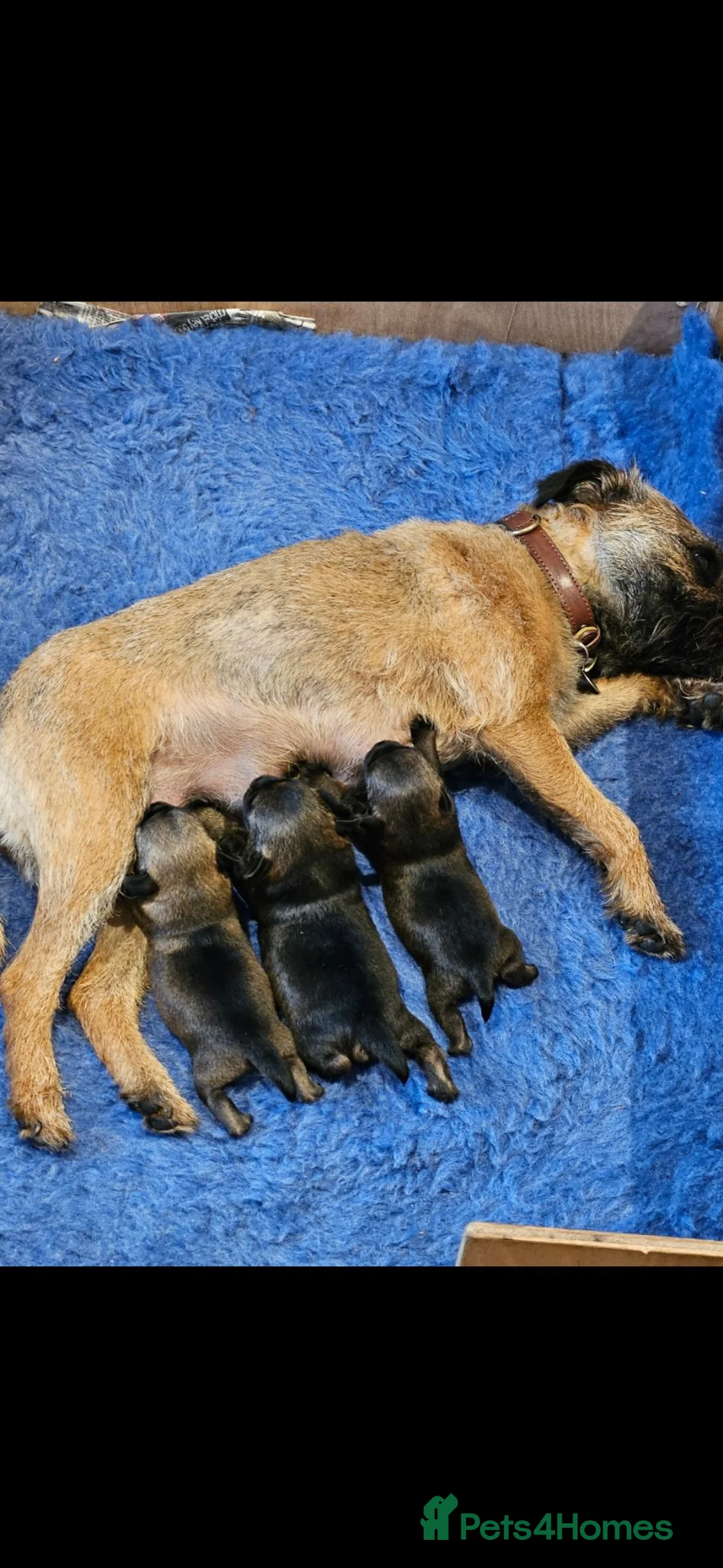 Border Terrier dogs for sale: Border terrier puppy's  in Leek - Advert 6