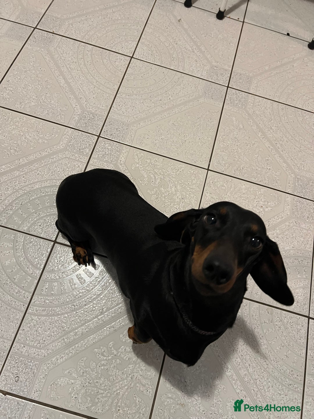 Dachshund dogs for sale: Dachshund Bitch for sale.(Ruby) - Advert 5
