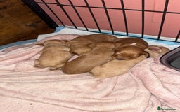 Cockapoo dogs for sale: Beautiful F1 Cockapoos  - Image 1