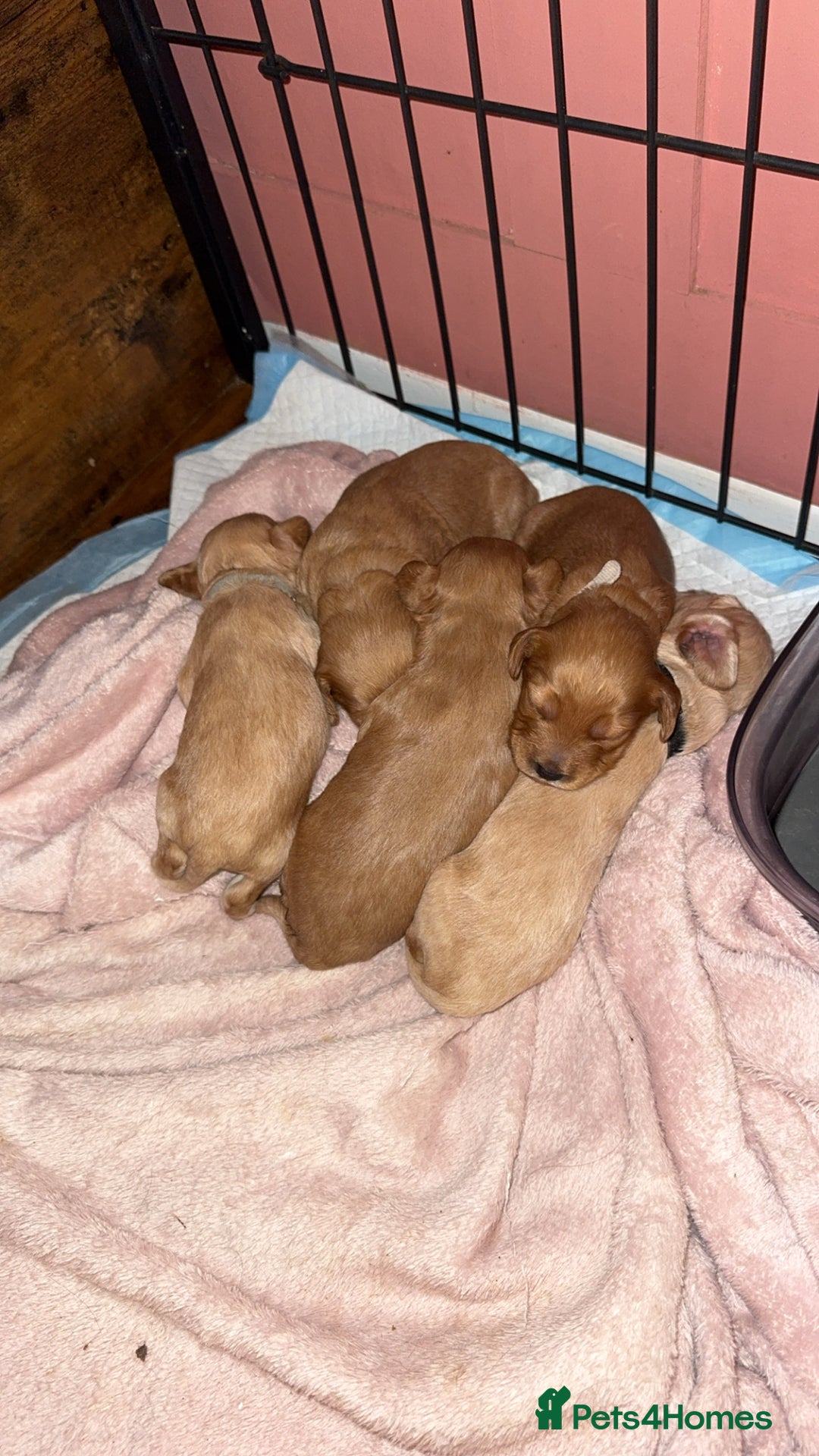 Cockapoo dogs for sale: Beautiful F1 Cockapoos  - Image 1