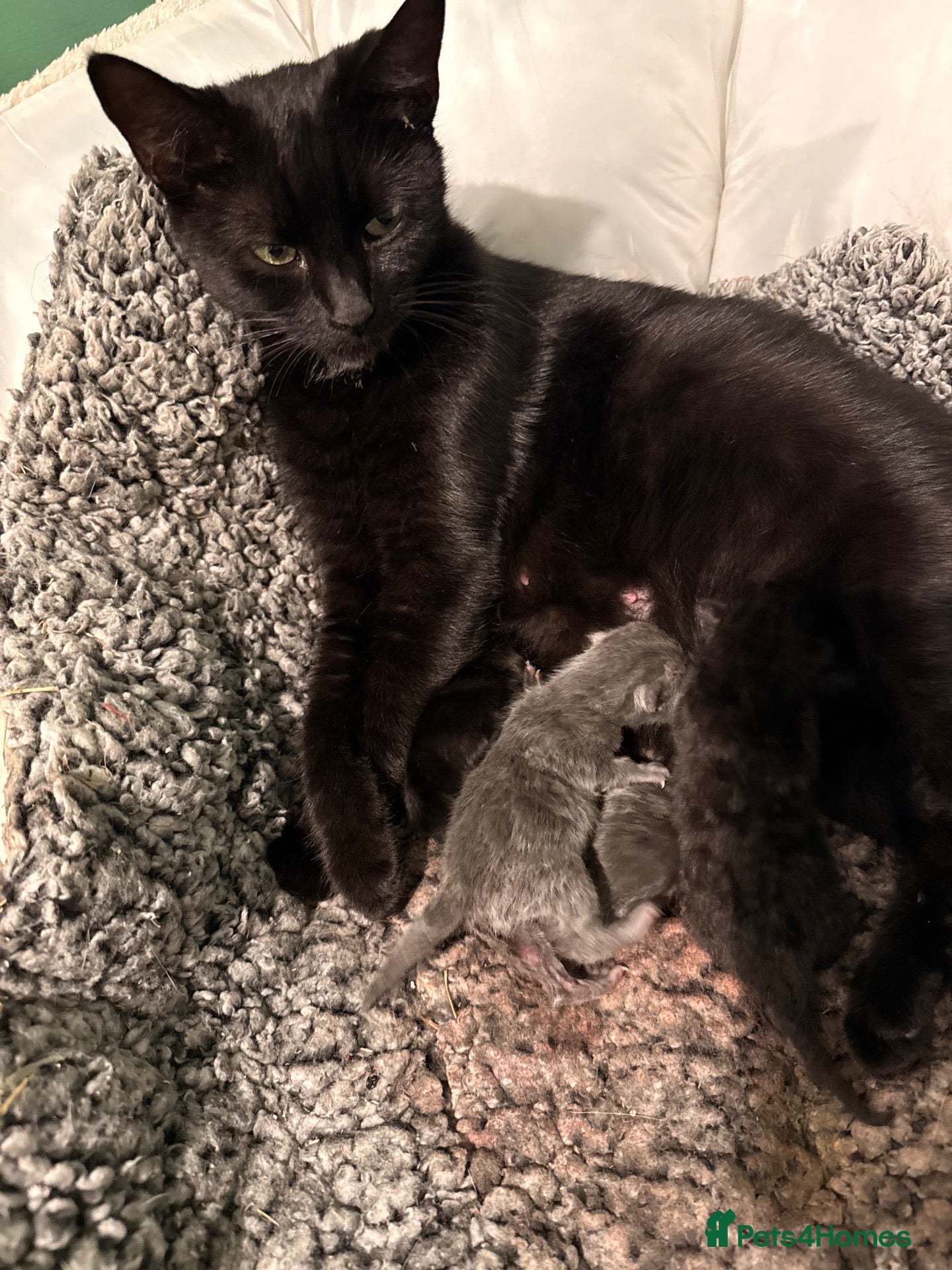 Mixed Breed cats Gorgeous fluffy kittens - Advert 1