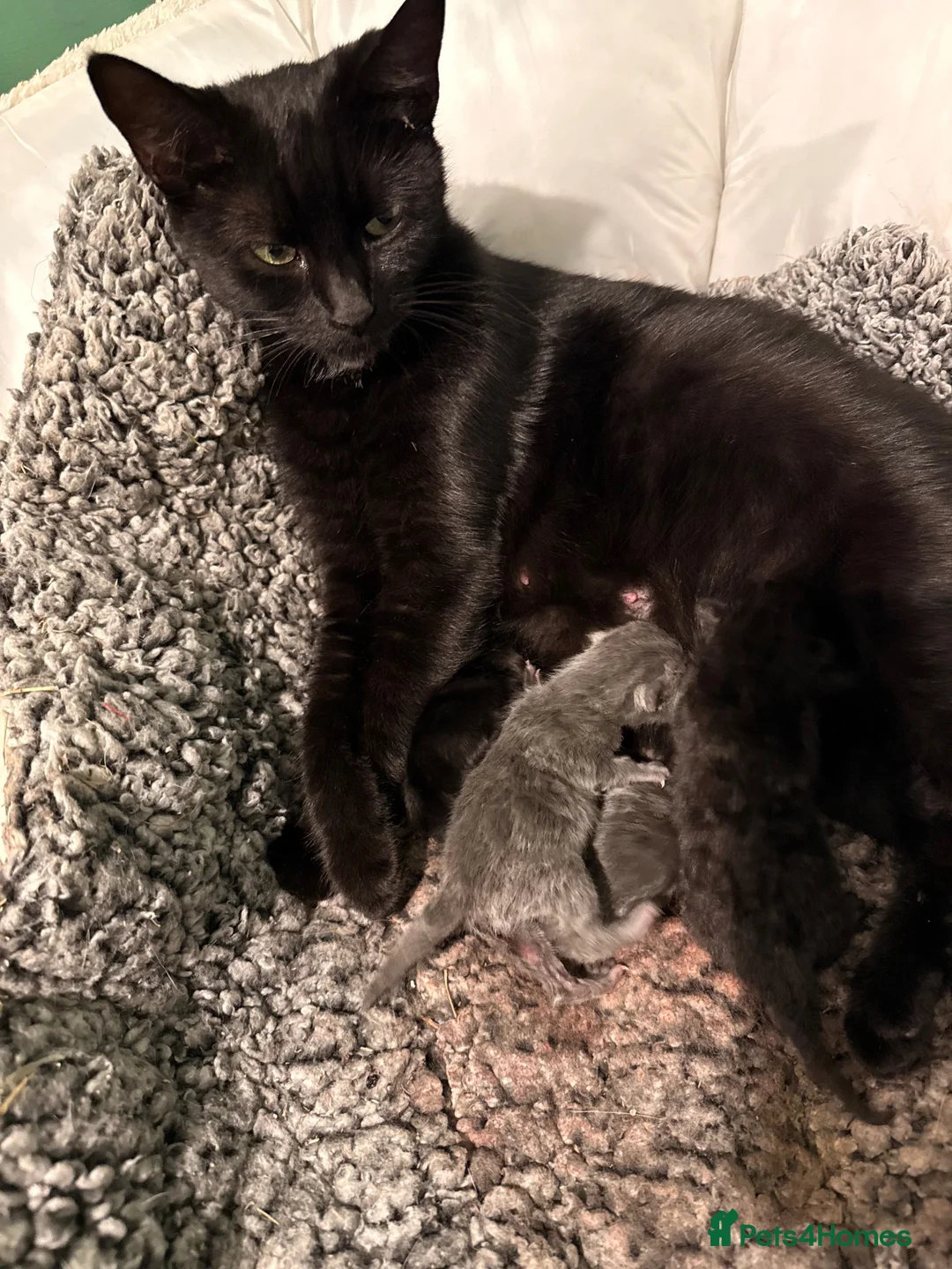 Mixed Breed cats for sale: Gorgeous fluffy kittens - Advert 1