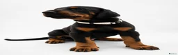 Dobermann dogs for sale: KC reg Dobie Pups | Two girls available - Advert 36