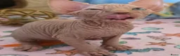 Sphynx cats for sale: ✨ Exceptional Sphynx Kittens Available ✨ - Advert 20