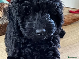 Labradoodle dogs - Advert 2