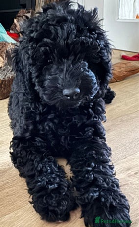 Labradoodle dogs - Advert 1