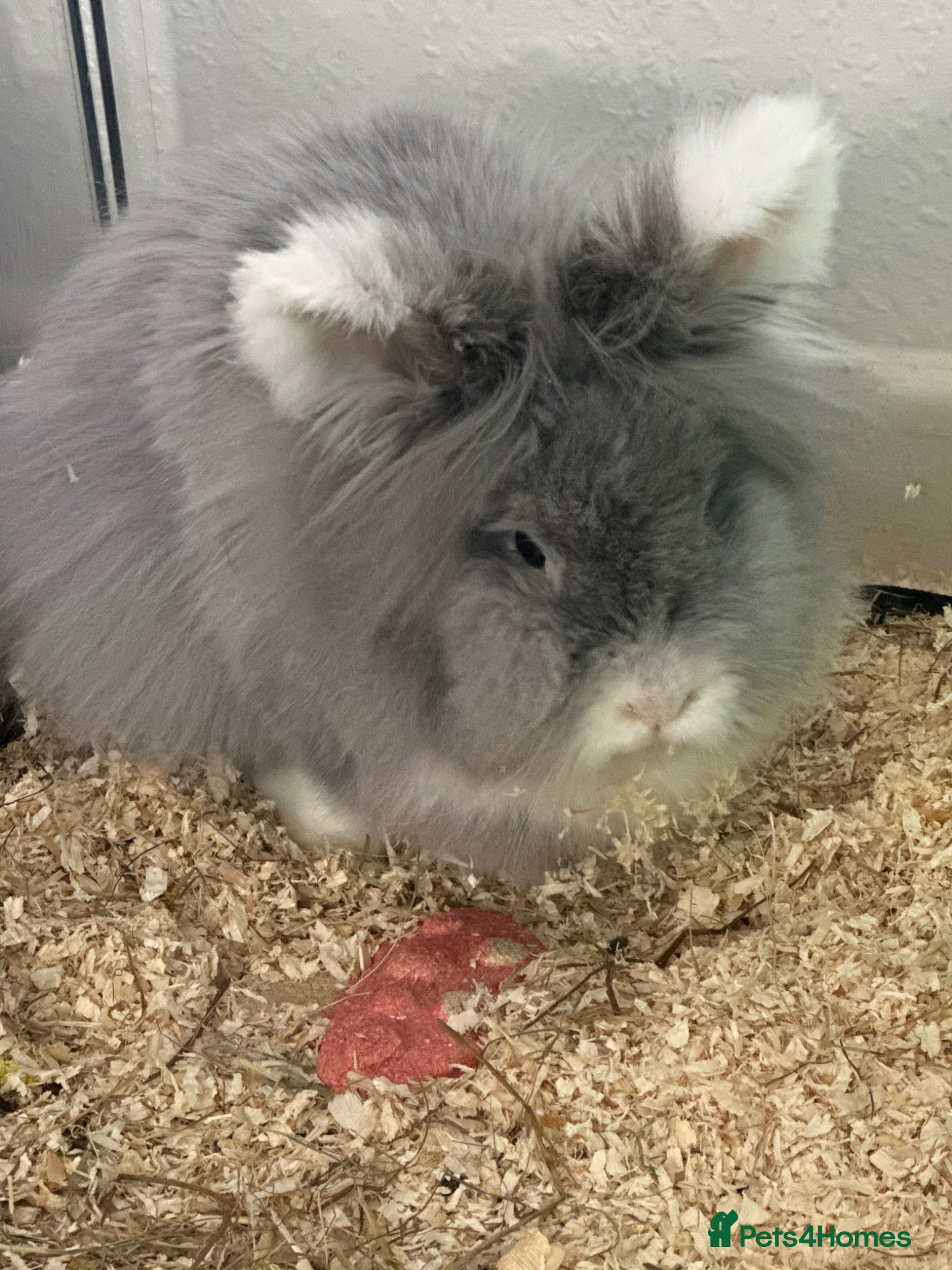 Lionhead rabbits lion head rabbit 3 years old grey and white  - Advert 2