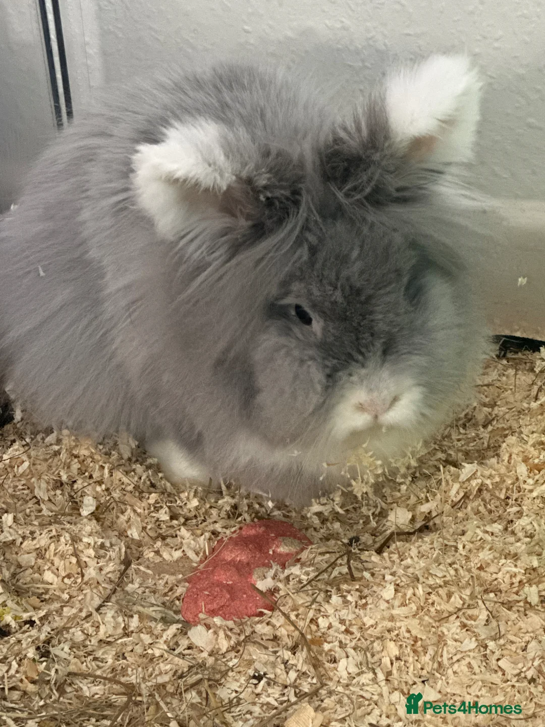 Lionhead rabbits for sale: lion head rabbit 3 years old grey and white  - Advert 2