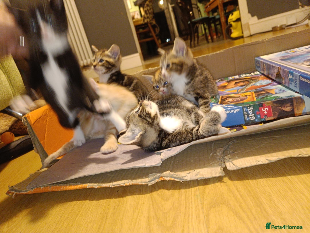 Mixed Breed cats for sale: Calico Mum, Tabby Dad kittens for sale - Image 17