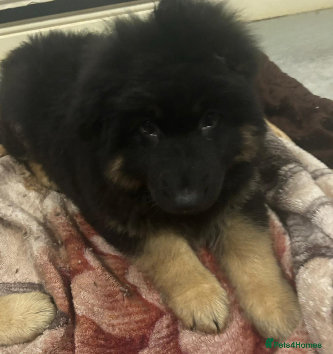 German Shepherd dogs for sale: 2 German Shepard boys  - Advert 6