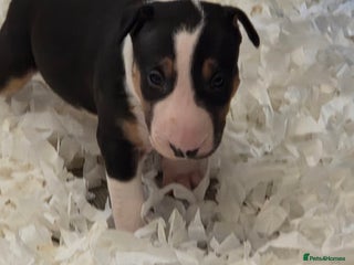 English Bull Terrier dogs 5 beautiful bull terriers - Advert 1