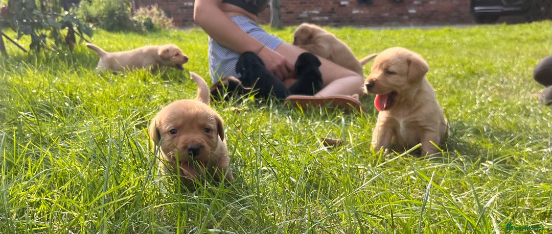 Labrador Retriever dogs for sale: Stunning Labrador puppies - Image 5