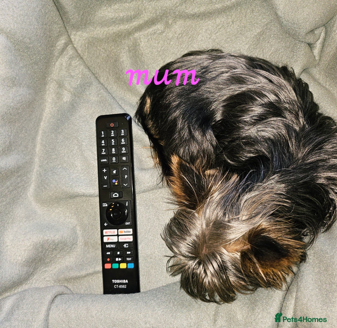Yorkshire Terrier dogs for sale: miniature toy yorkie pups - Image 16