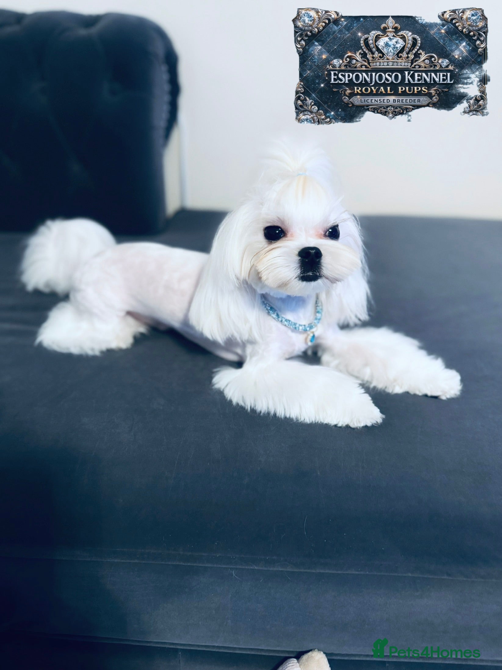 Maltese dogs ✨Exquisite DOLL KC Korean Maltese Stud DNA Clear ✨ - Advert 4