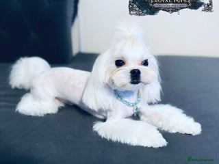 Maltese dogs ✨Exquisite DOLL KC Korean Maltese Stud DNA Clear ✨ - Advert 6