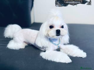 Maltese dogs 👑Exquisite KC Korean Maltese Stud DNA Clear👑 - Advert 21