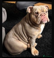 English Bulldog dogs English bulldog 'lilac' puppies READY 8TH DEC 25 - Advert 5