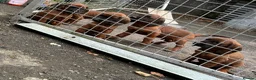 Bavarian Mountain Hound dogs for sale: Bavarian mountain hound pups in Londonderry - Advert 4