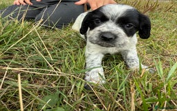 Cocker Spaniel dogs for sale: Extensively Health Tested KC Registered  - Image 16