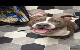 Mixed Breed dogs for sale: Rocco  - Image 2