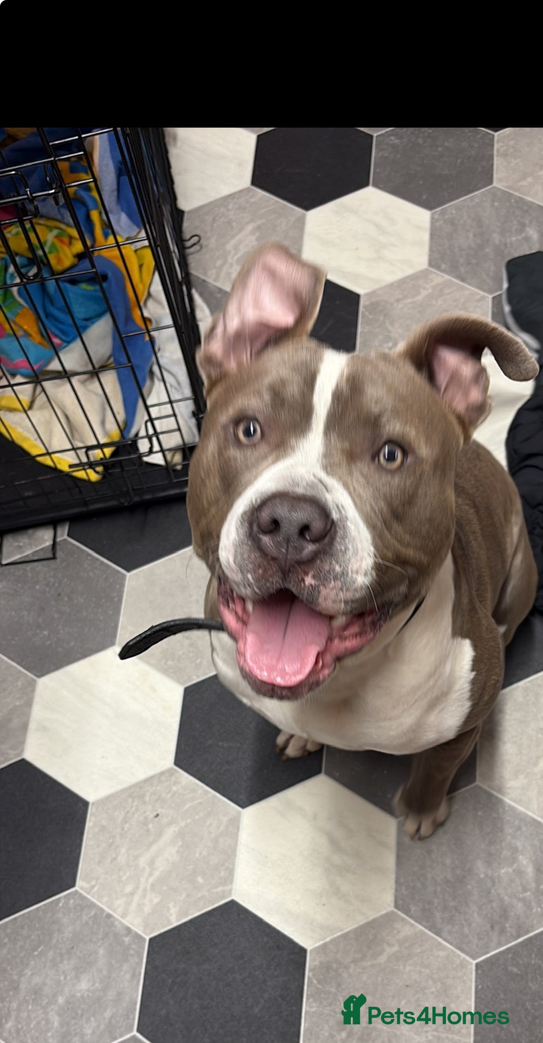 Mixed Breed dogs for sale: Rocco  - Image 2