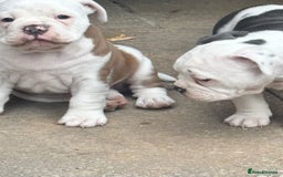 Olde English Bulldogge dogs for sale: Last 2 baby girls left  - Image 5