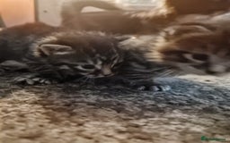 Maine Coon cats for sale: Maine coon cross munchkin kittens for sale in Cramlington - Image 18