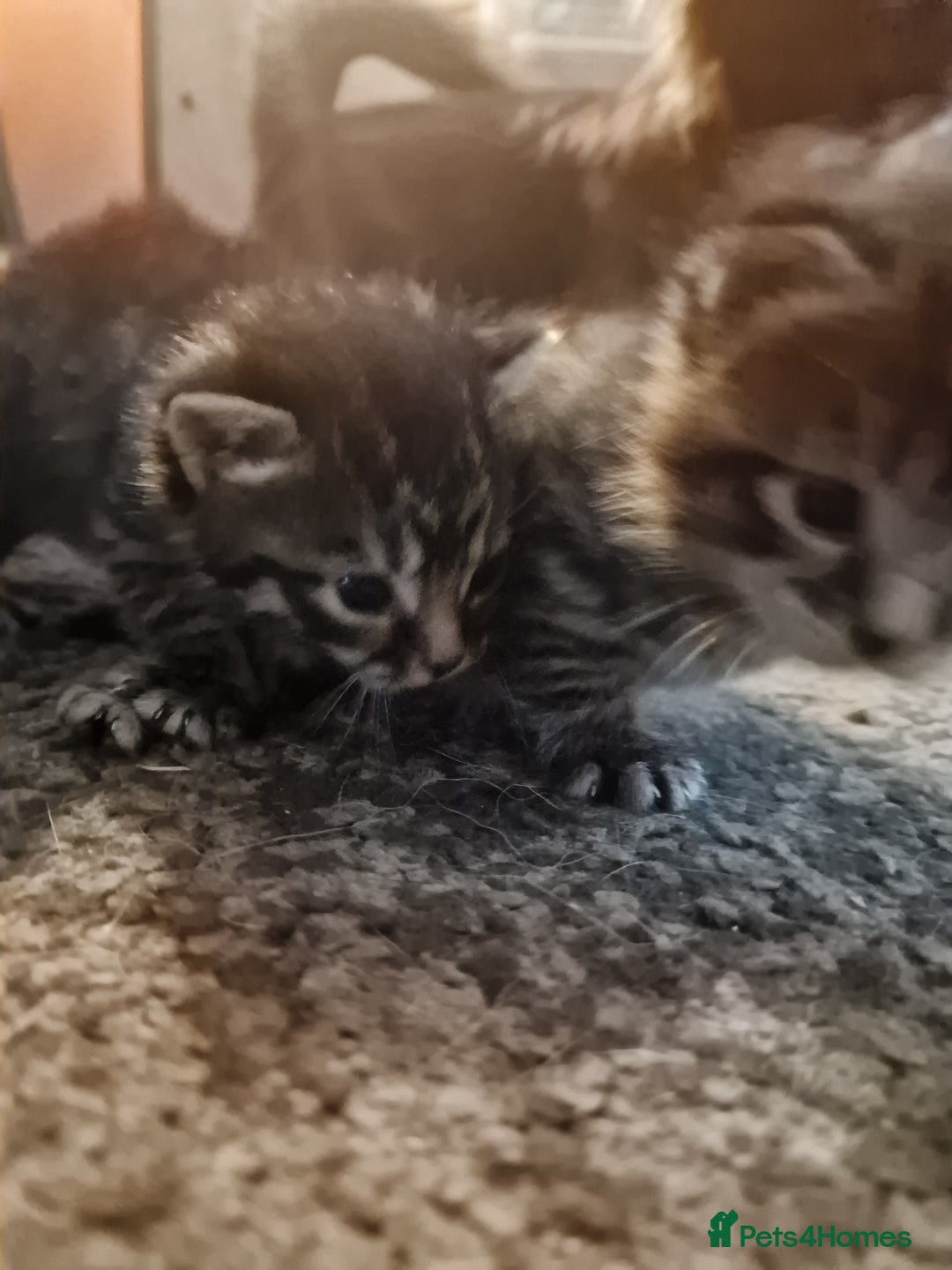 Maine Coon cats for sale: Maine coon cross munchkin kittens for sale in Cramlington - Image 18