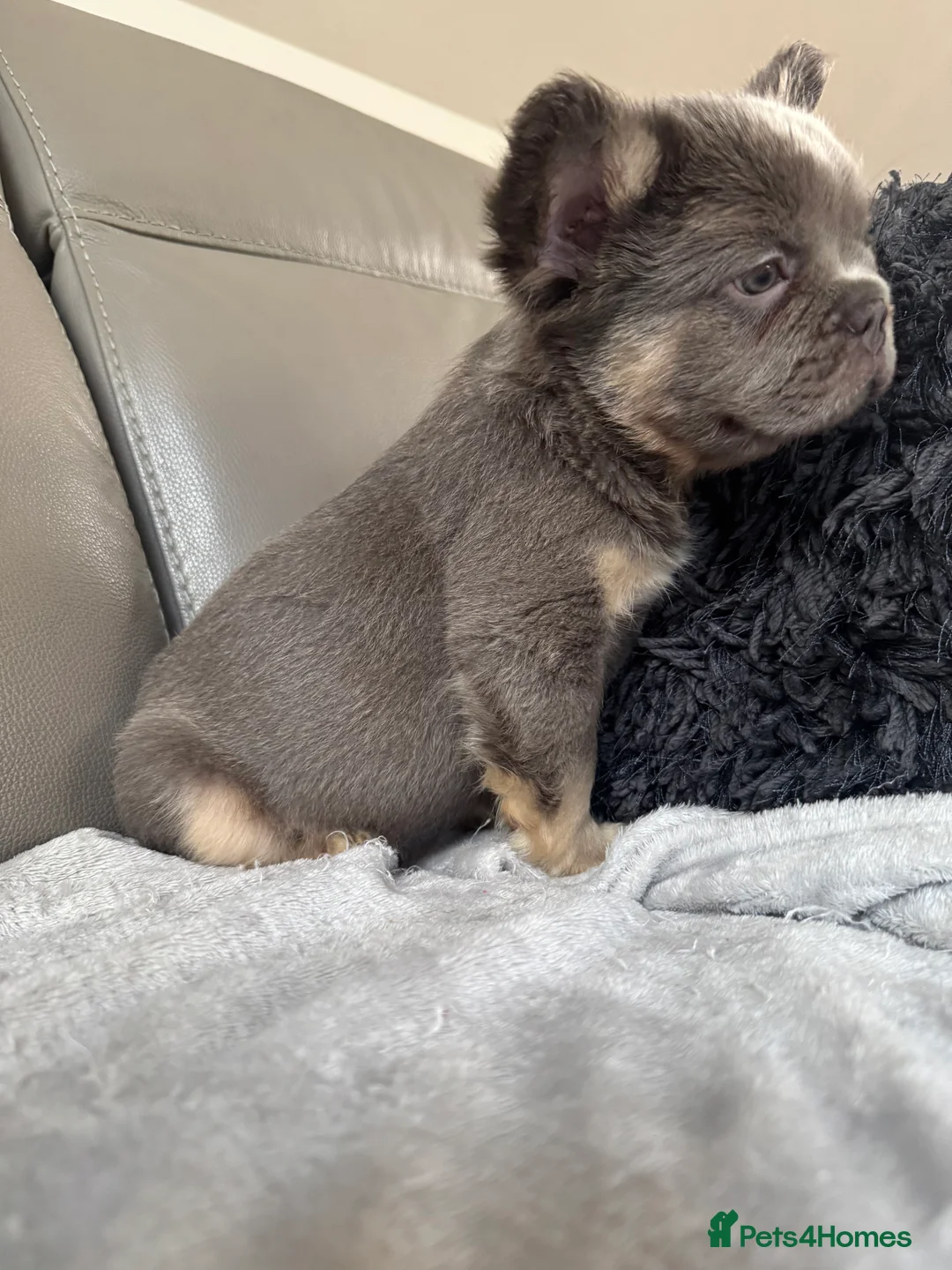 French Bulldog dogs for sale: Quality French Buldog puppies - Advert 2