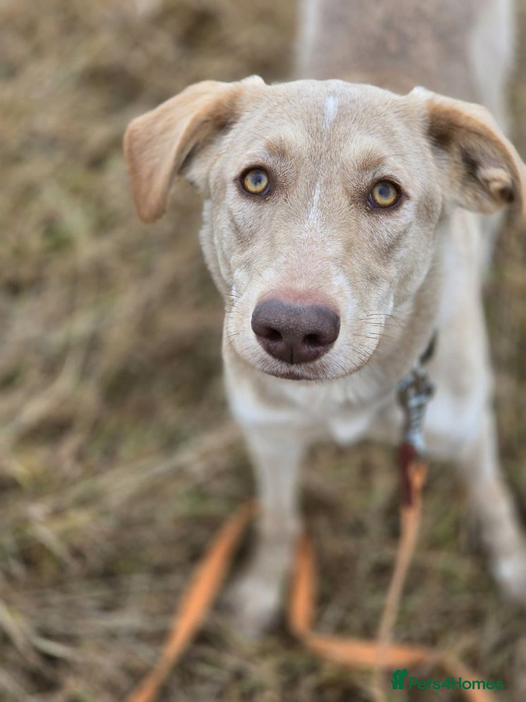 Mixed Breed dogs for adoption: ❤️ JENA – A Gentle 1 year old Girl ❤️ - Advert 16