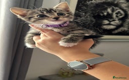 Bengal cats for sale: Bengal/Tabby - Image 17