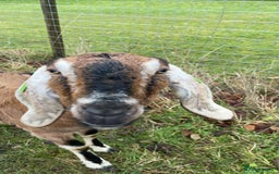 Goats livestock for sale: two angolo-Nubian goats  - Image 2