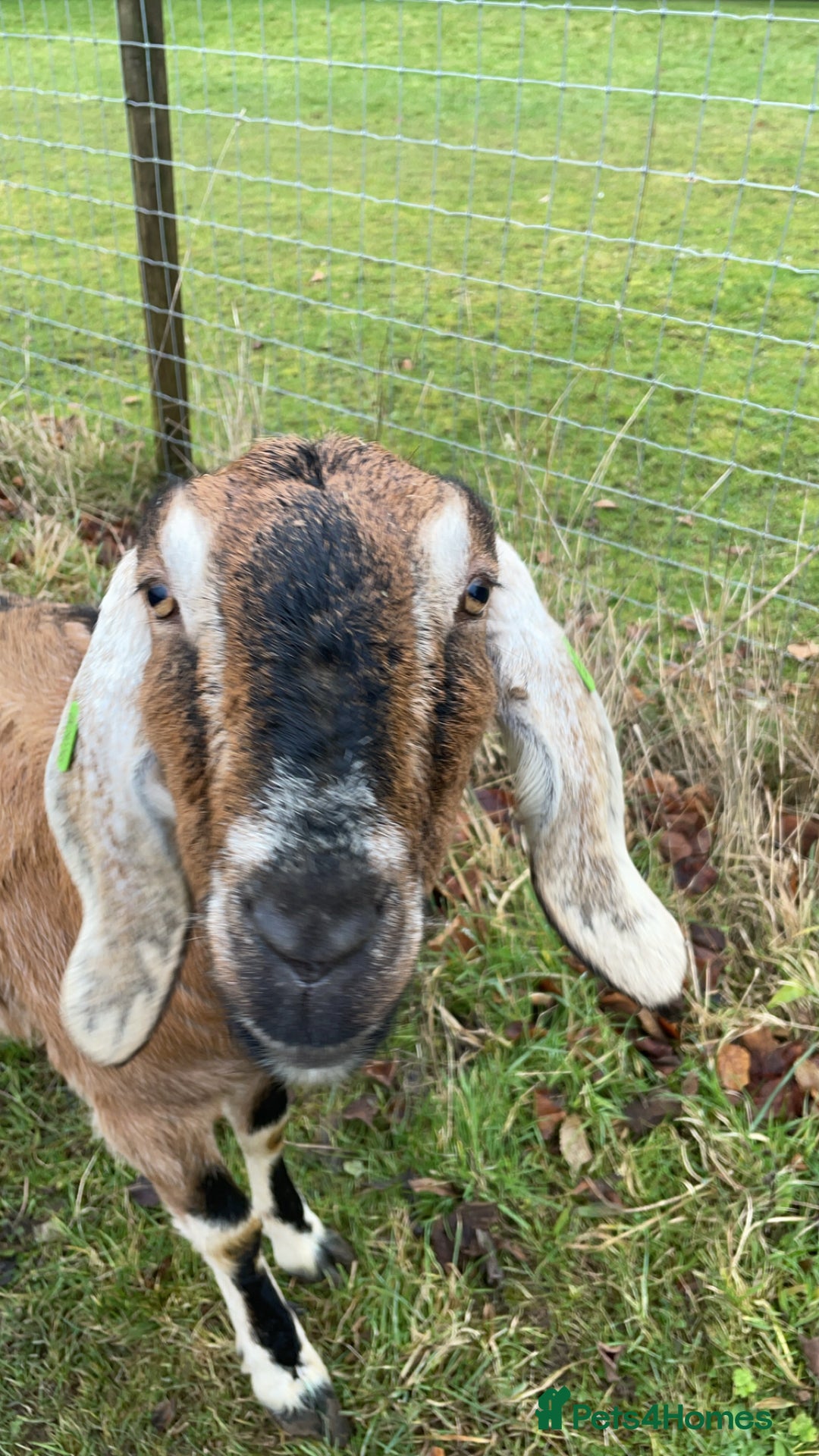 Goats livestock for sale: two angolo-Nubian goats  - Image 2