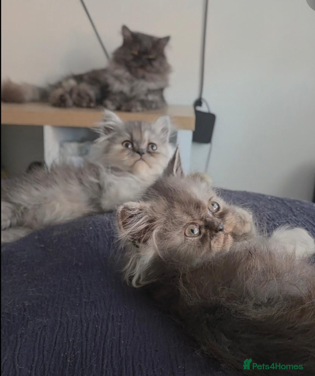 Persian cats 🐾 Beautiful Silver Shaded & Black Persian Kittens - Advert 5