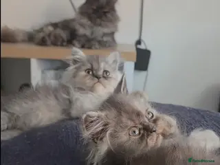 Persian cats 🐾 Beautiful Silver Shaded & Black Persian Kittens - Advert 5
