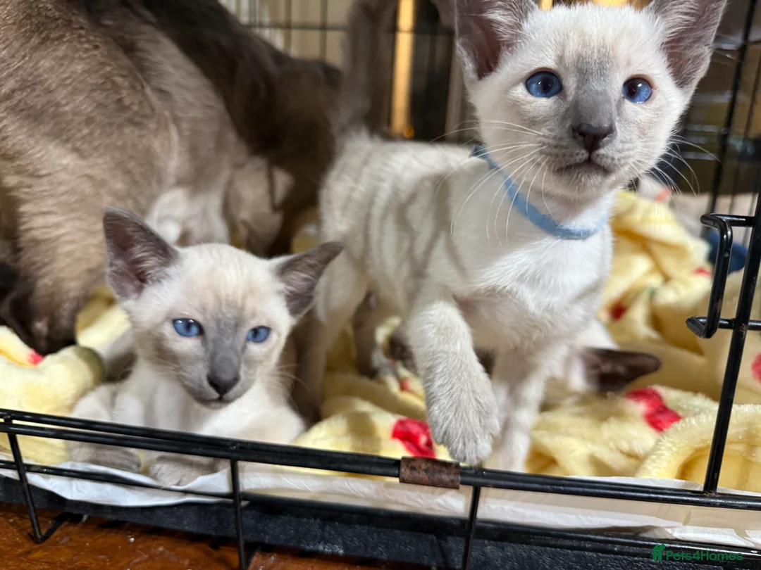 Siamese cats for sale: Siamese kittens  - Advert 13