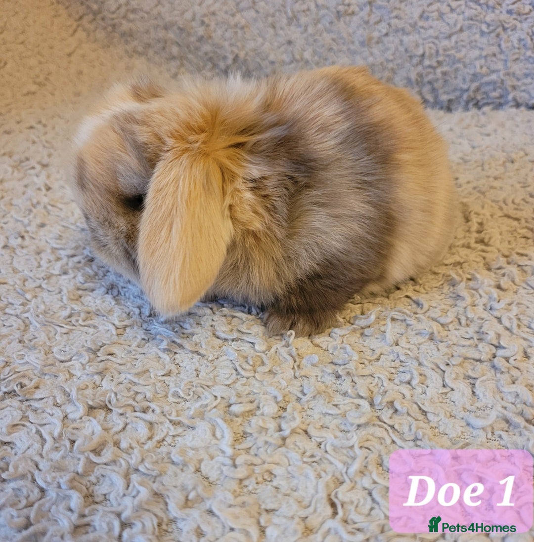 Mini Lop rabbits for sale: Beautiful mini lop bunnies & Adult available  - Advert 10