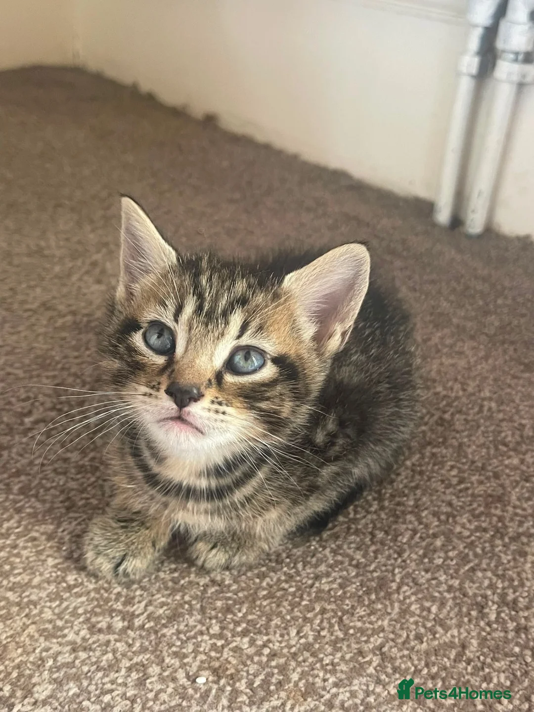 British Shorthair cats for sale: Silver Tipped British Short Hair Kittens in Bournemouth - Advert 2