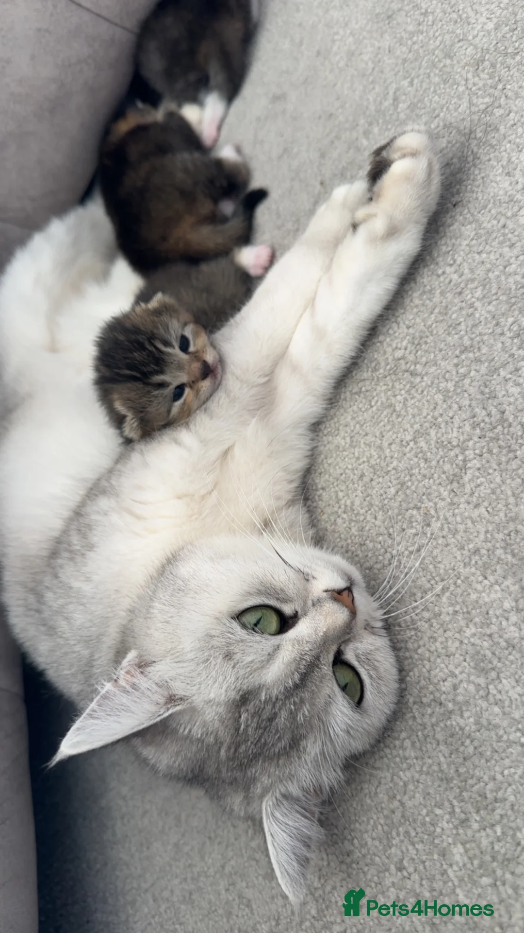 Mixed Breed cats for sale: Rare Adorable British Longhair Mix Kittens - Advert 2