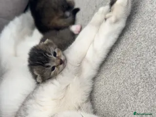 Mixed Breed cats Rare Adorable British Longhair Mix Kittens - Advert 4