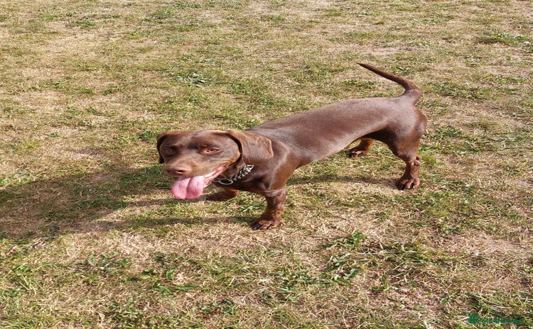 Mixed Breed dogs - Advert 1
