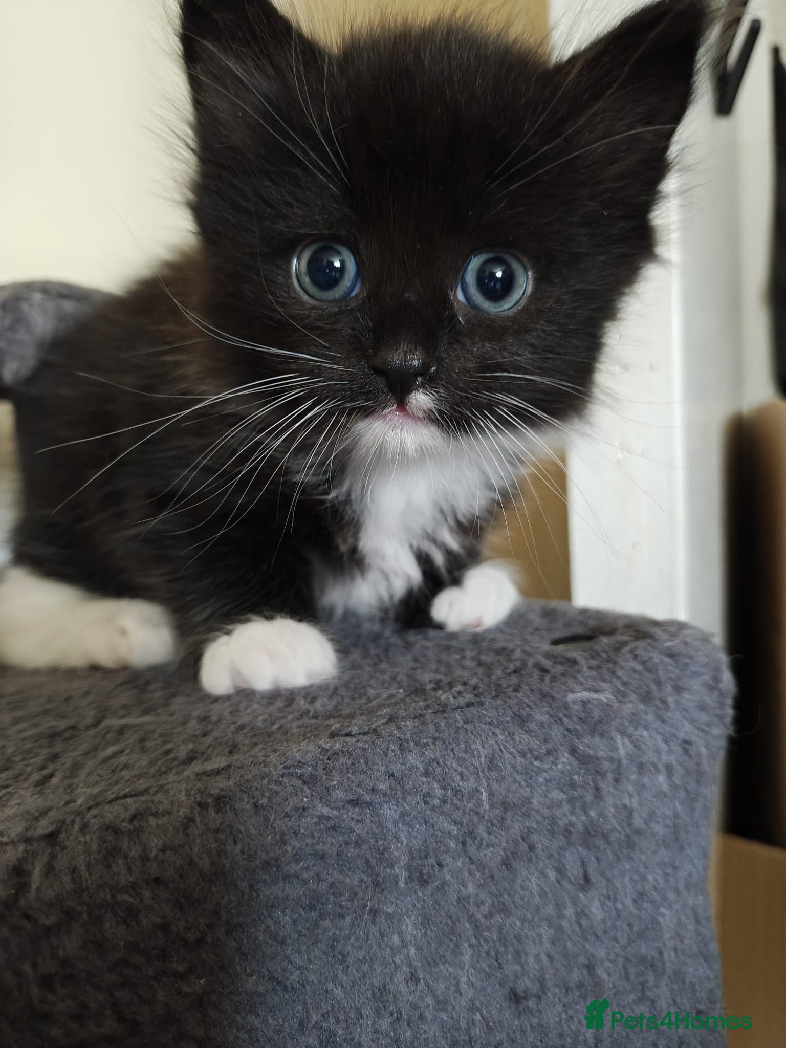 Mixed Breed cats Beautiful kitty - Advert 5
